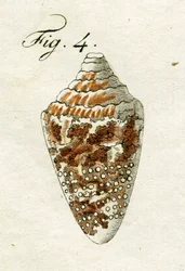 Illustrazione di Conus Ammiralis
